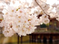 單反攝影技巧入門篇口訣有哪些？