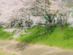 櫻花照片怎么調色